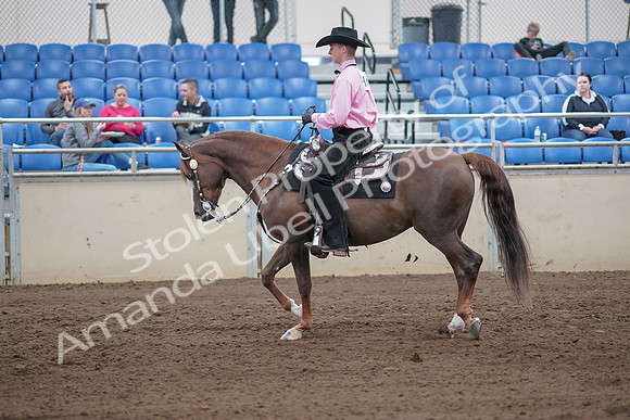 2019 Morgan Horse Show - Sept 01, 2019 - 06840