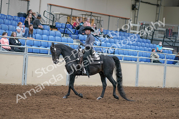 2020 - AB Morgan Horse - Fri, Sept 04 - 08271