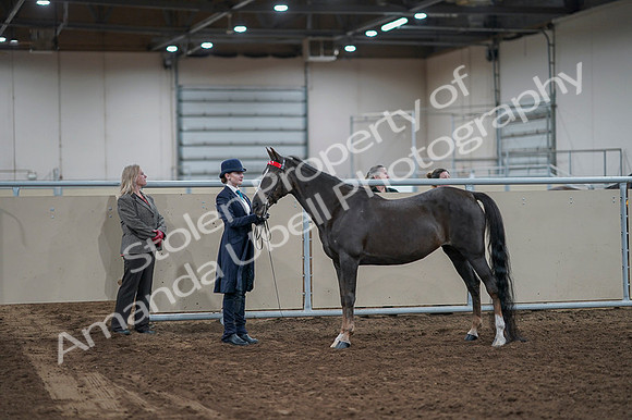 2020 - AB Morgan Horse - Fri, Sept 04 - 00963