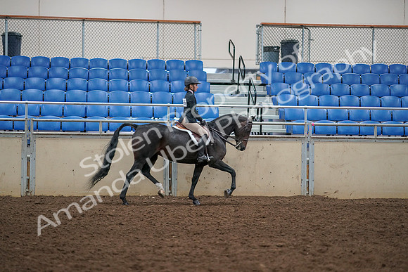 2019 Morgan Horse Show - Aug 30, 2019 - 12461