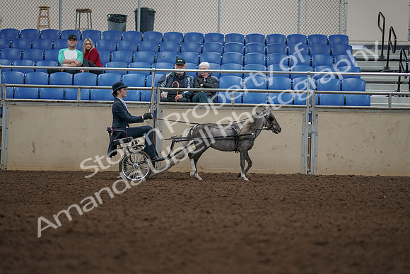 2019 Morgan Horse Show - Aug 31, 2019 - 04523