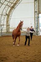 Class 009 - All Breed In-hand - Supreme Champion