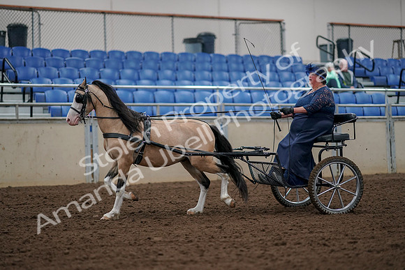 2019 Morgan Horse Show - Aug 30, 2019 - 13208