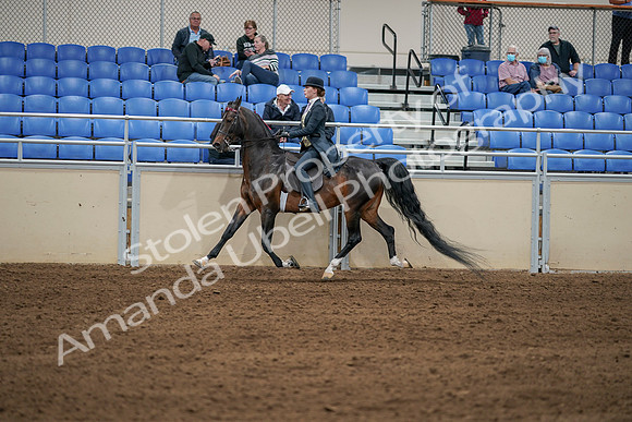 2020 - AB Morgan Horse - Sat, Sept 05 - 06312