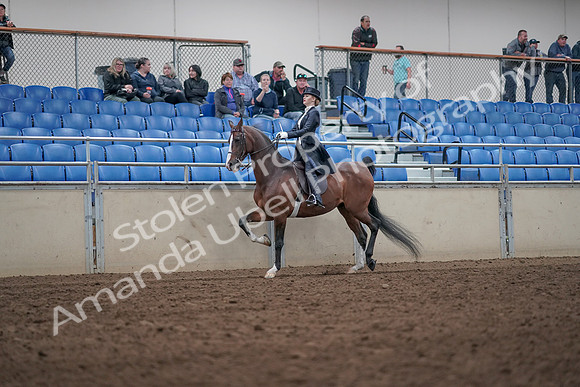 2019 Morgan Horse Show - Aug 31, 2019 - 20481