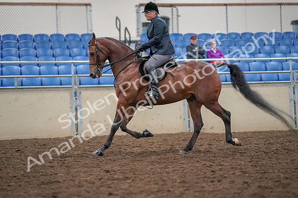 2019 Morgan Horse Show - Aug 30, 2019 - 20375