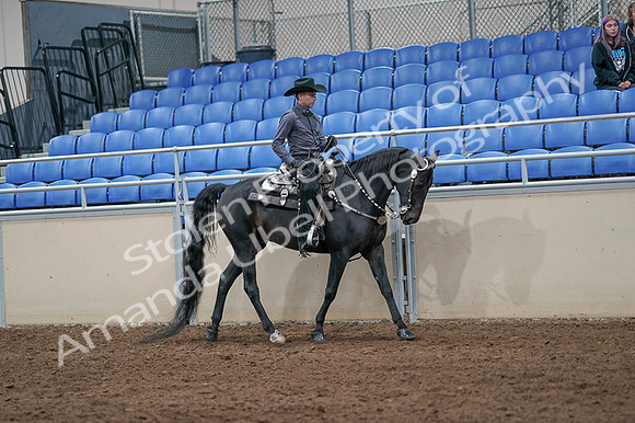 2020 - AB Morgan Horse - Fri, Sept 04 - 08467