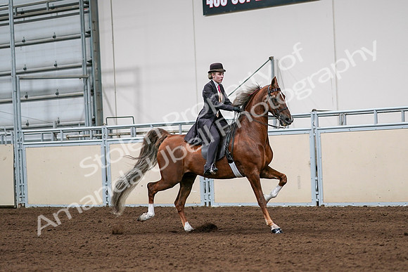 2020 - AB Morgan Horse - Sat, Sept 05 - 06439