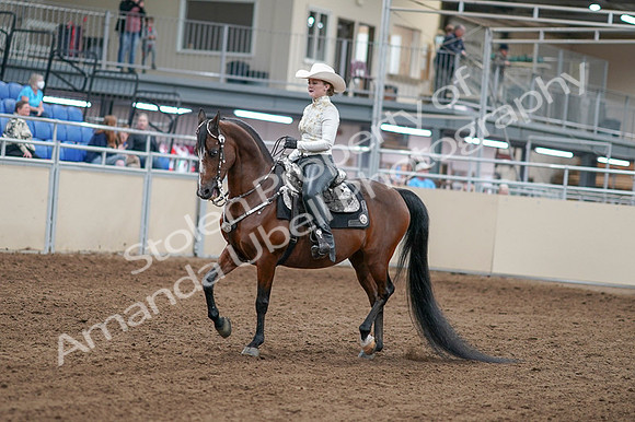 2020 - AB Morgan Horse - Fri, Sept 04 - 08246