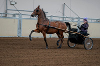 2020 - AB Morgan Horse - Fri, Sept 04 - 01061