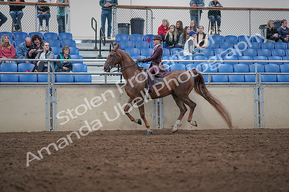 2019 Morgan Horse Show - Aug 31, 2019 - 20627