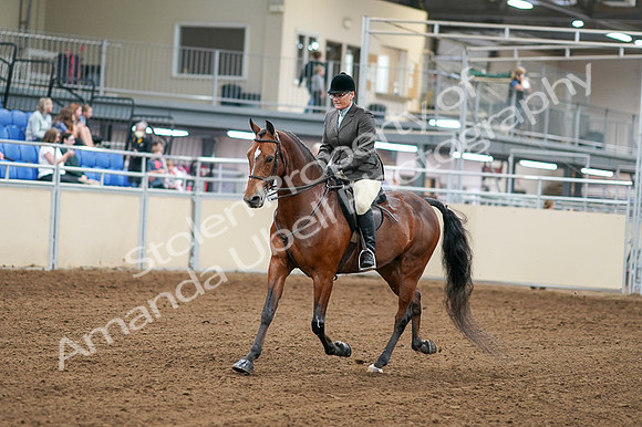 2020 - AB Morgan Horse - Fri, Sept 04 - 02231