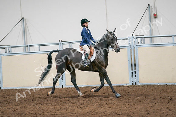 2020 - AB Morgan Horse - Sun, Sept 06 - 08034