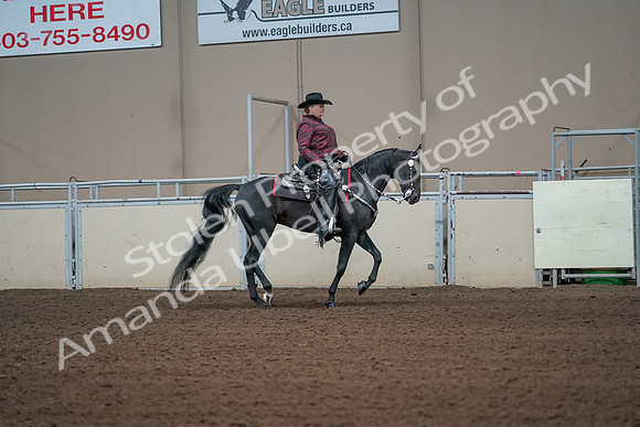 2019 Morgan Horse Show - Aug 31, 2019 - 10716