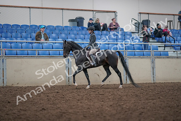 2019 Morgan Horse Show - Aug 31, 2019 - 14679