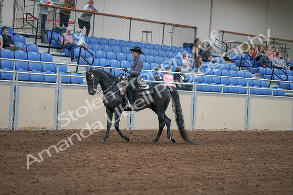 2020 - AB Morgan Horse - Fri, Sept 04 - 08283