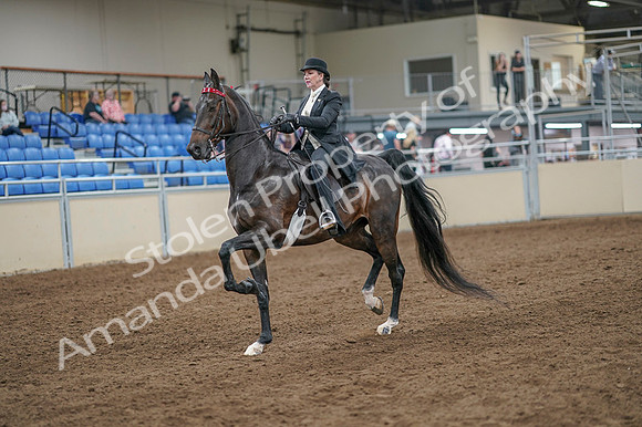 2020 - AB Morgan Horse - Fri, Sept 04 - 11117