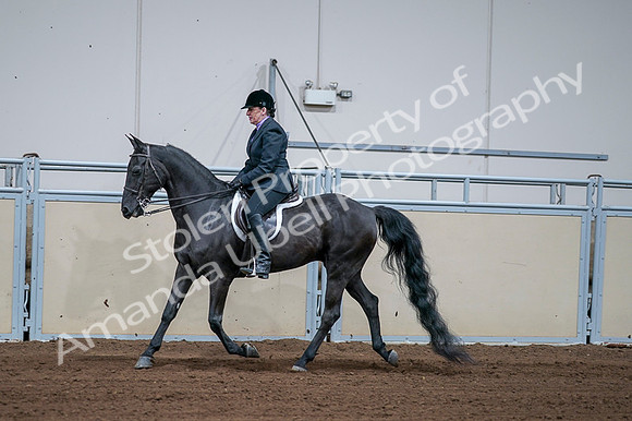 2020 - AB Morgan Horse - Fri, Sept 04 - 01578