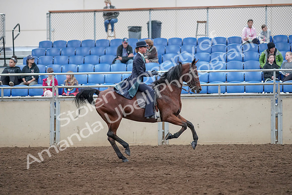 2019 Morgan Horse Show - Aug 31, 2019 - 09707