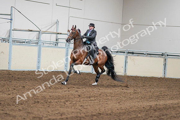2020 - AB Morgan Horse - Sat, Sept 05 - 12958