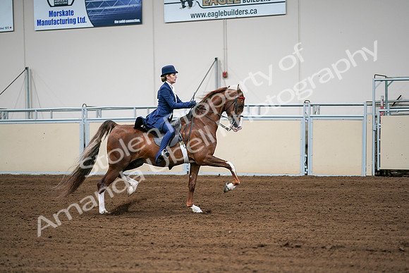2020 - AB Morgan Horse - Sat, Sept 05 - 06326