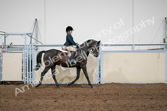 2020 - AB Morgan Horse - Sun, Sept 06 - 07975