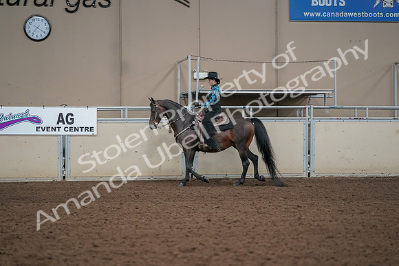 2019 Morgan Horse Show - Aug 30, 2019 - 25965