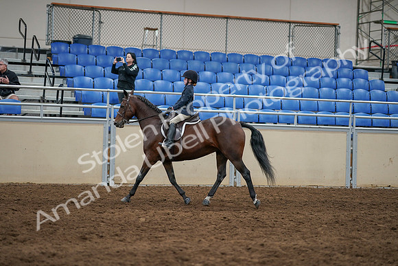 2020 - AB Morgan Horse - Sun, Sept 06 - 07856