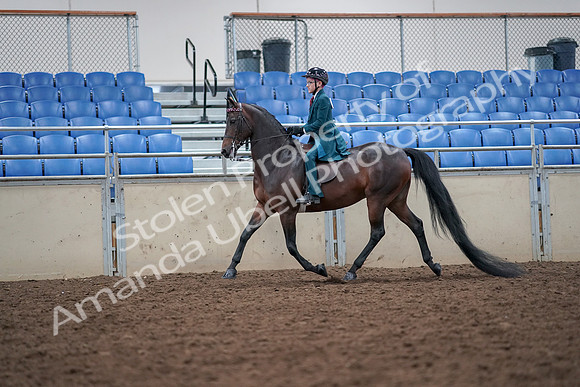 2019 Morgan Horse Show - Aug 30, 2019 - 17903