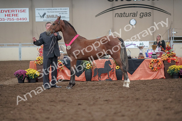 2019 Morgan Horse Show - Aug 31, 2019 - 00309
