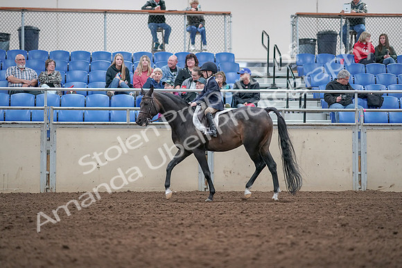 2019 Morgan Horse Show - Aug 31, 2019 - 19519