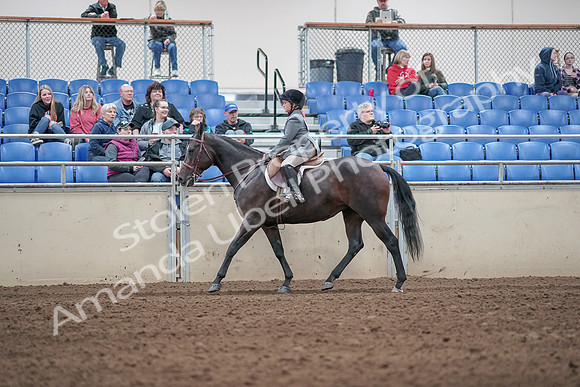 2019 Morgan Horse Show - Aug 31, 2019 - 19454