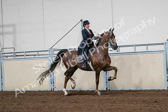 2020 - AB Morgan Horse - Sat, Sept 05 - 06363