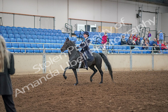 2019 Morgan Horse Show - Aug 30, 2019 - 12168