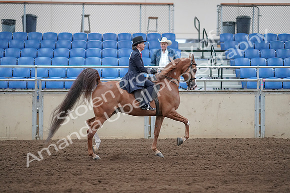 2019 Morgan Horse Show - Sept 01, 2019 - 11992
