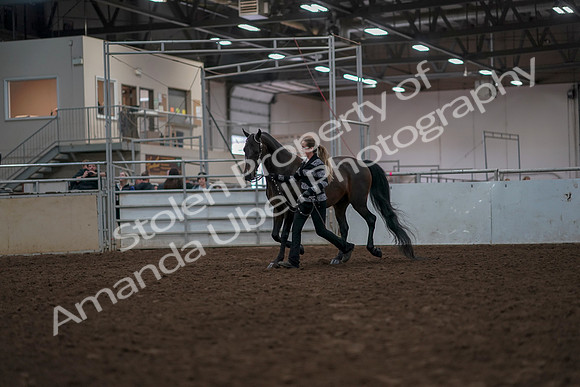 2019 Morgan Horse Show - Aug 31, 2019 - 03388