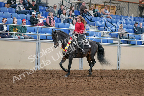 2020 - AB Morgan Horse - Sat, Sept 05 - 10419