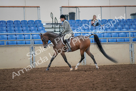 2019 Morgan Horse Show - Aug 30, 2019 - 17286