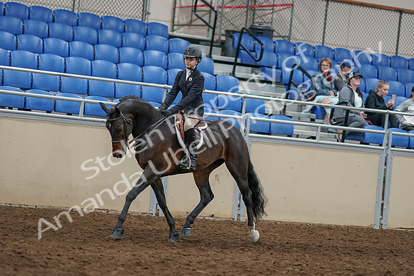 2020 - AB Morgan Horse - Sun, Sept 06 - 07944