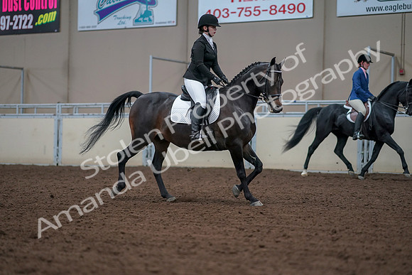 2019 Morgan Horse Show - Aug 30, 2019 - 18480