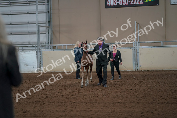 2019 Morgan Horse Show - Aug 30, 2019 - 24737