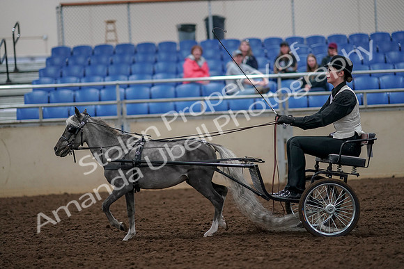 2019 Morgan Horse Show - Aug 30, 2019 - 13292