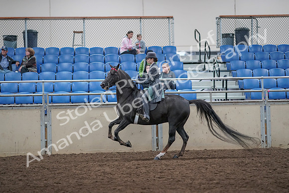 2019 Morgan Horse Show - Aug 31, 2019 - 09447