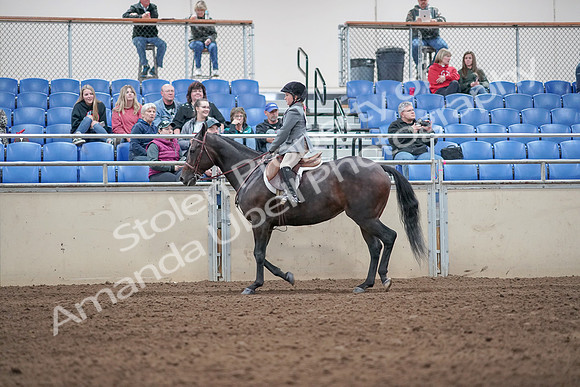2019 Morgan Horse Show - Aug 31, 2019 - 19457