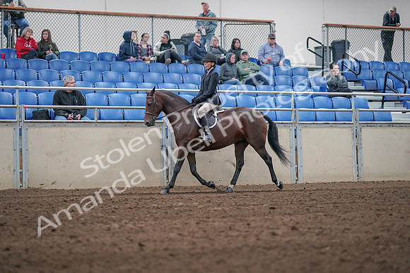 2019 Morgan Horse Show - Aug 31, 2019 - 19529