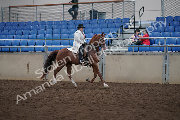 2019 Morgan Horse Show - Aug 31, 2019 - 17967