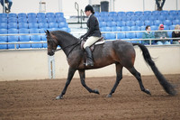 2019 Morgan Horse Show - Sept 01, 2019 - 04008