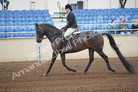 2019 Morgan Horse Show - Sept 01, 2019 - 04008