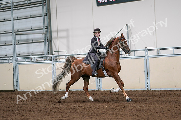 2020 - AB Morgan Horse - Sat, Sept 05 - 06438