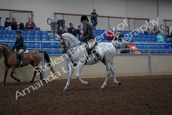 2019 Morgan Horse Show - Aug 31, 2019 - 14689